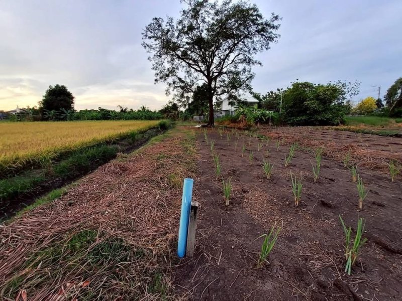 รูปที่3 ต้องการขายที่ดินเปล่า คลองห้า คลองหลวง ราคา 2,900,000 บาท