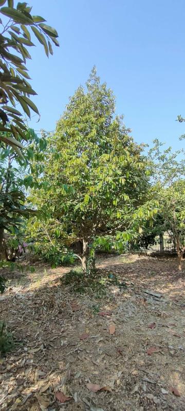 รูปที่3 ต้องการขายรีสอร์ท ชนแดน ชนแดน ราคา 9,500,000 บาท