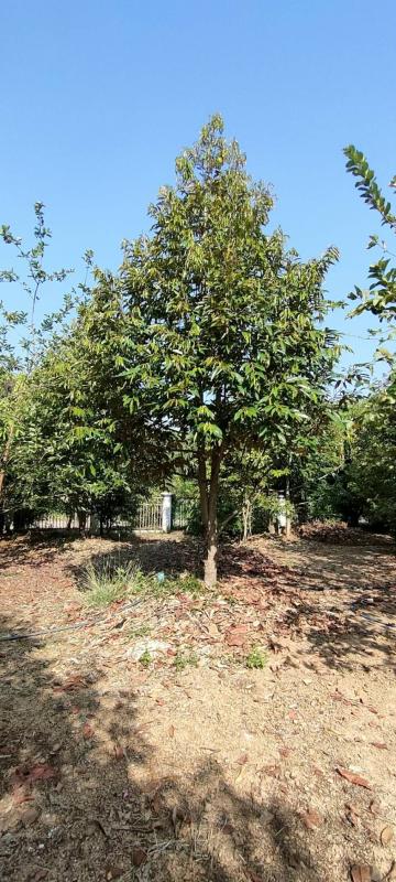 ขายที่ดินมีสวนและกิจการเล็กๆ ชนแดน เพชรบูรณ์ sale smaller business with Farm of Fruits at Phetchabun เพชรบูรณ์เป็นเมืองหมายปองของ ผู้ที่ต้องการความสงบ อากาศดีมาก ปลอดควันพิษ