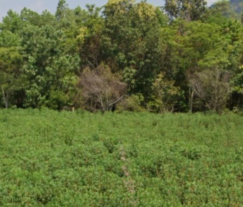 รูปที่2 ต้องการขายที่ดินเปล่า คำโตนด ประจันตคาม ราคา 600,000 บาท