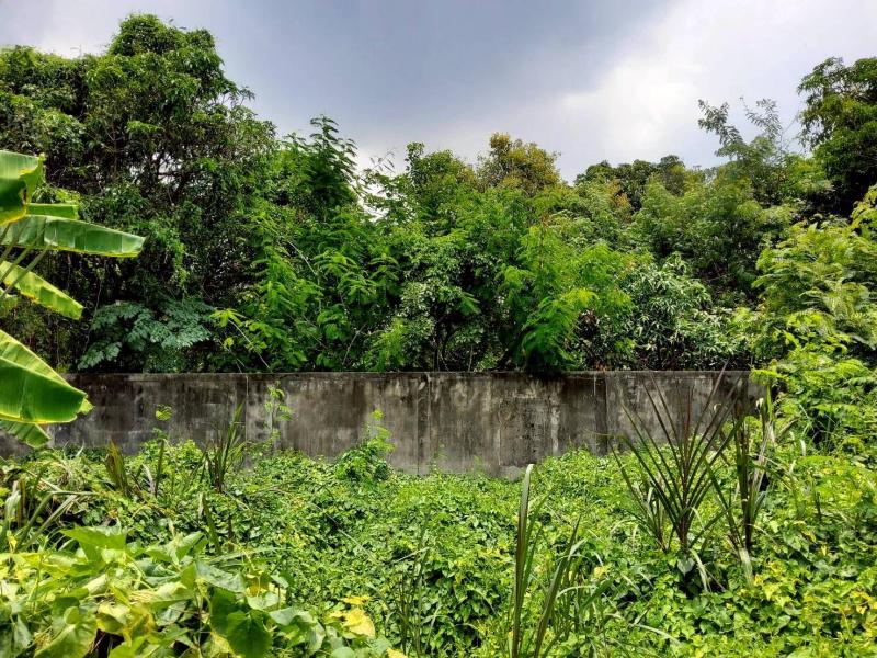 รูปที่2 ต้องการขายที่ดินเปล่า สวนใหญ่ เมืองนนทบุรี ราคา 700,000 บาท