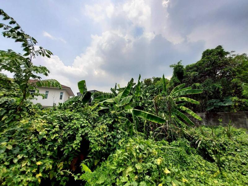 รูปที่4 ต้องการขายที่ดินเปล่า สวนใหญ่ เมืองนนทบุรี ราคา 700,000 บาท