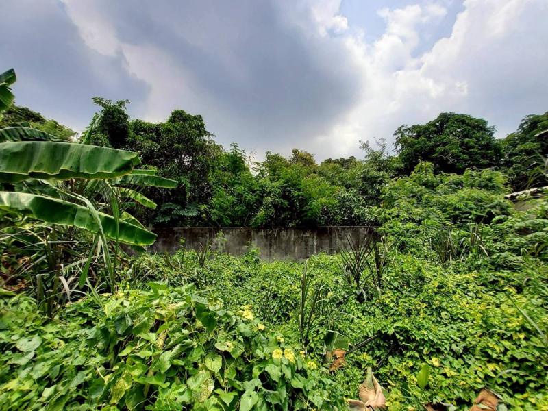 รูปที่8 ต้องการขายที่ดินเปล่า สวนใหญ่ เมืองนนทบุรี ราคา 700,000 บาท