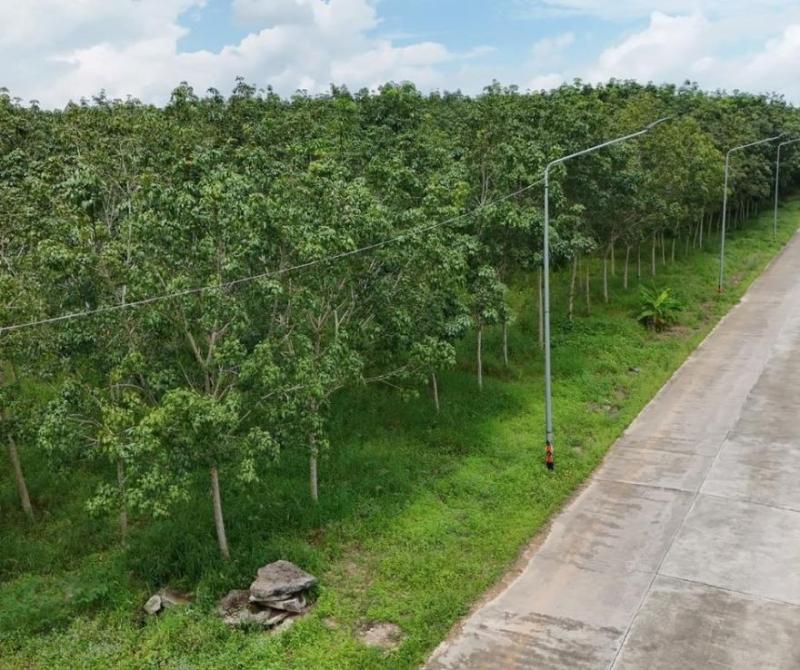 รูปที่4 ต้องการขายที่ดินเปล่า นิคมพัฒนา นิคมพัฒนา ราคา 1,700,000 บาท