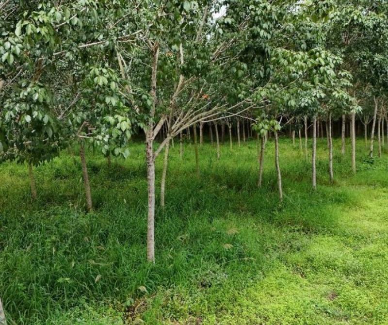 รูปที่5 ต้องการขายที่ดินเปล่า นิคมพัฒนา นิคมพัฒนา ราคา 1,700,000 บาท
