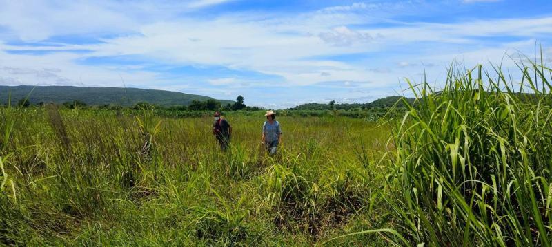 รูปที่3 ต้องการขายที่ดินเปล่า วังเพลิง โคกสำโรง ราคา 100,000 บาท