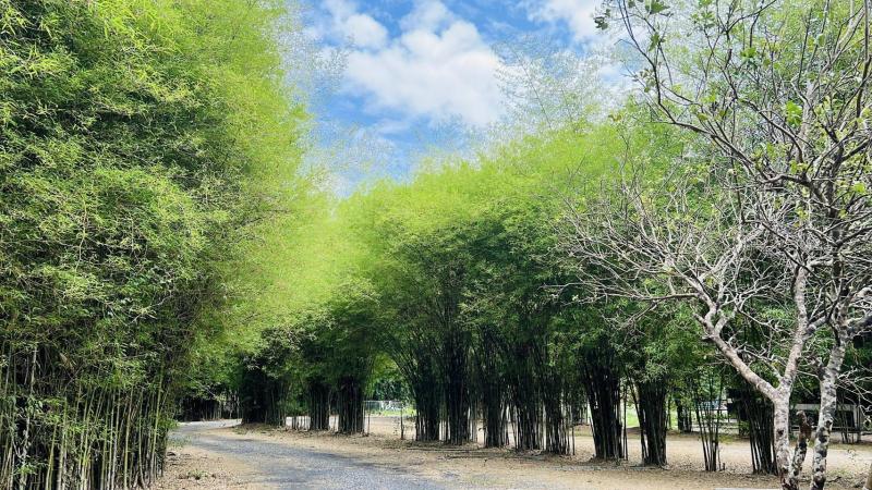 รูปที่4 ต้องการขายที่ดินเปล่า สาริกา เมืองนครนายก ราคา 5,000,000 บาท