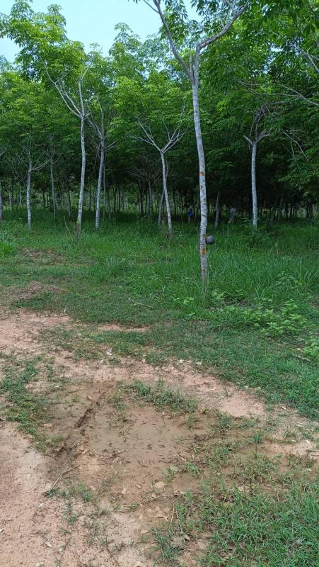 รูปที่2 ต้องการขายบ้านพร้อมที่ดิน โพธิ์ชัย เมืองหนองบัวลำภู ราคา 6,500,000 บาท