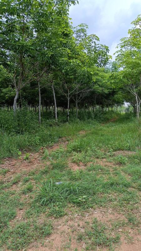 รูปที่3 ต้องการขายบ้านพร้อมที่ดิน โพธิ์ชัย เมืองหนองบัวลำภู ราคา 6,500,000 บาท
