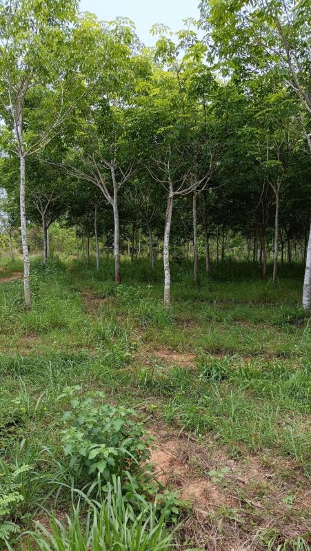 รูปที่5 ต้องการขายบ้านพร้อมที่ดิน โพธิ์ชัย เมืองหนองบัวลำภู ราคา 6,500,000 บาท