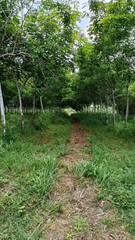 รูปที่8 ต้องการขายบ้านพร้อมที่ดิน โพธิ์ชัย เมืองหนองบัวลำภู ราคา 6,500,000 บาท
