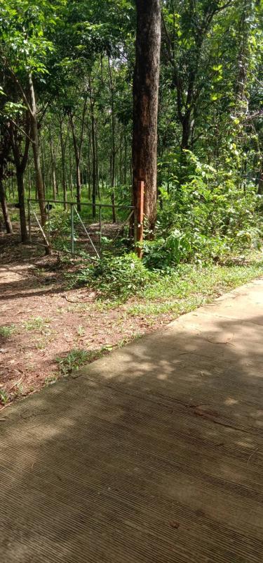 ขายที่สวนยาง ติดถนนใกล้หมู่บ้าน