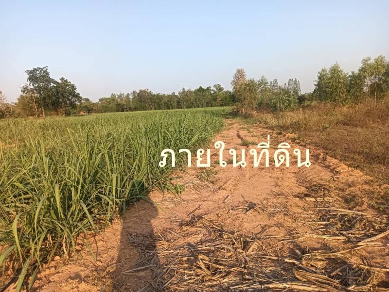 รูปที่7 ต้องการขายที่ดินเปล่า กุดกว้าง หนองเรือ ราคา 150,000 บาท