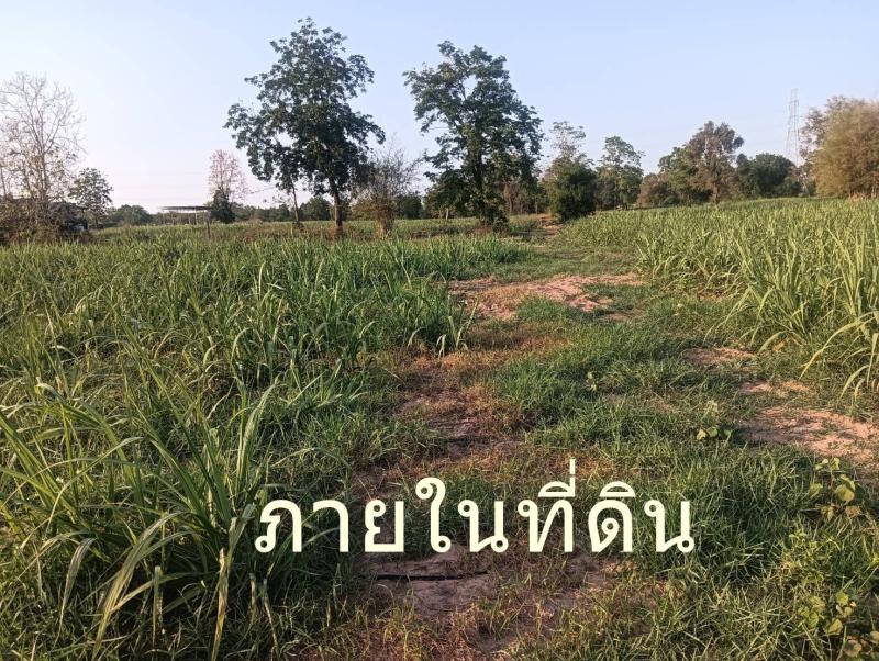 รูปที่8 ต้องการขายที่ดินเปล่า กุดกว้าง หนองเรือ ราคา 150,000 บาท