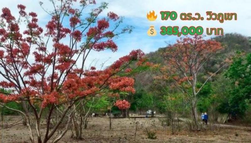 รูปที่4 ต้องการขายที่ดินเปล่า วังจันทร์ แก่งกระจาน ราคา 385,000 บาท