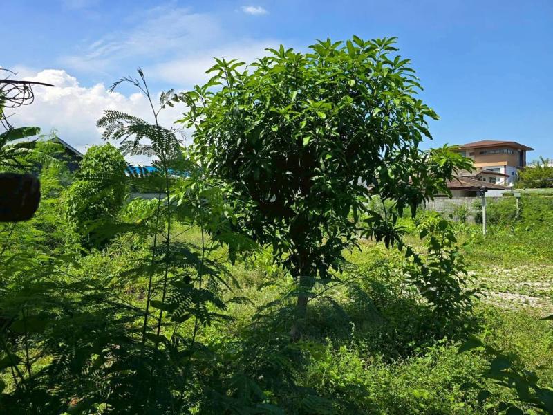 รูปที่8 ต้องการขายที่ดินเปล่า บางนา* เขตพระโขนง ราคา 50,660,000 บาท