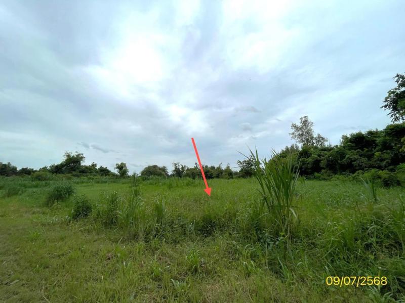 รูปที่8 ต้องการขายที่ดินเปล่า ดอนทราย ปากท่อ  