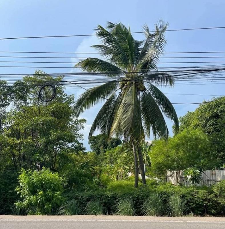 รูปที่2 ต้องการขายที่ดินเปล่า บ้านเกาะ เมืองสมุทรสาคร ราคา 6,000,000 บาท