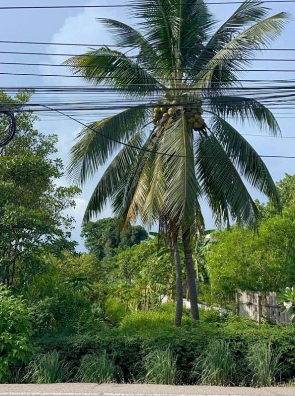 รูปที่3 ต้องการขายที่ดินเปล่า บ้านเกาะ เมืองสมุทรสาคร ราคา 6,000,000 บาท