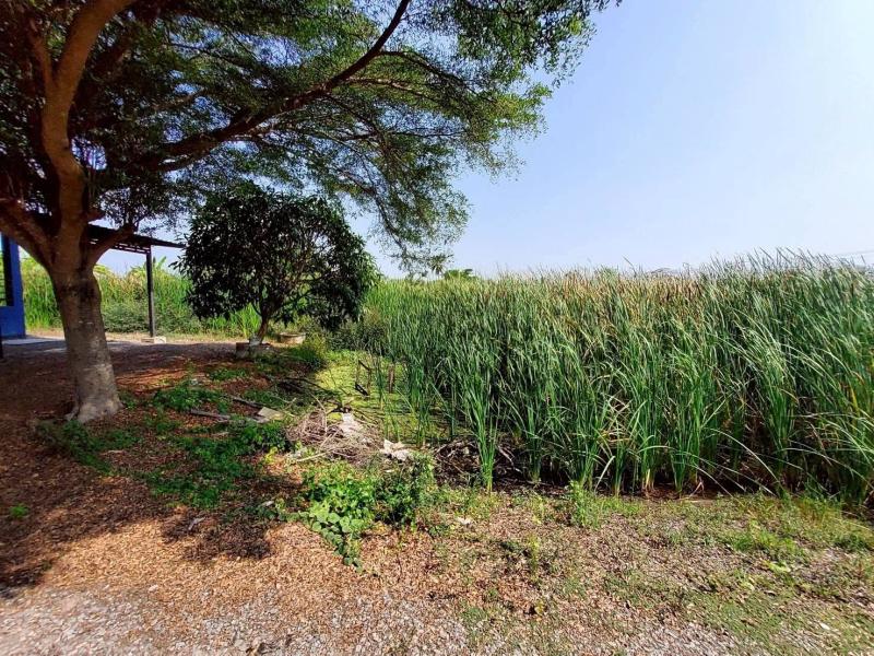 รูปที่2 ต้องการขายที่ดินเปล่า หนองเพรางาย ไทรน้อย ราคา 1,050,000 บาท