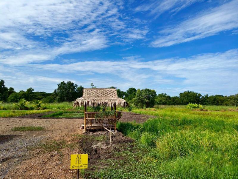 รูปที่4 ต้องการขายที่ดินเปล่า บึงชำอ้อ หนองเสือ ราคา 995,000 บาท